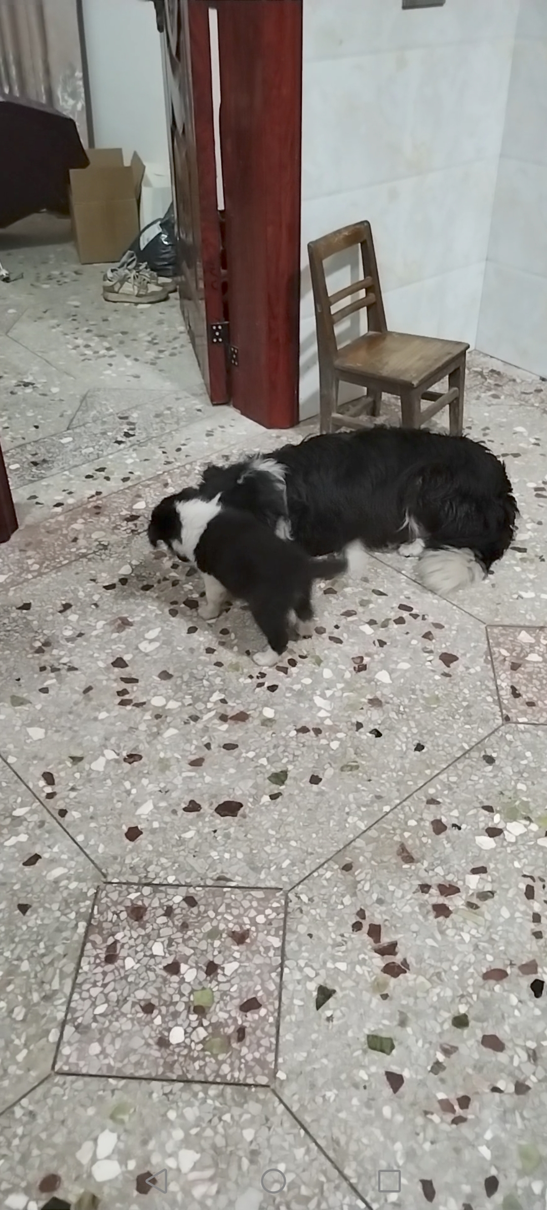 边牧弟弟。活泼可爱